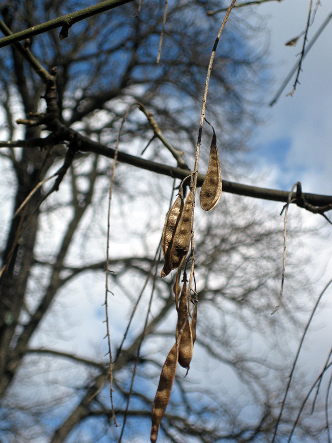 Image of Laburnum alpinum specimen.