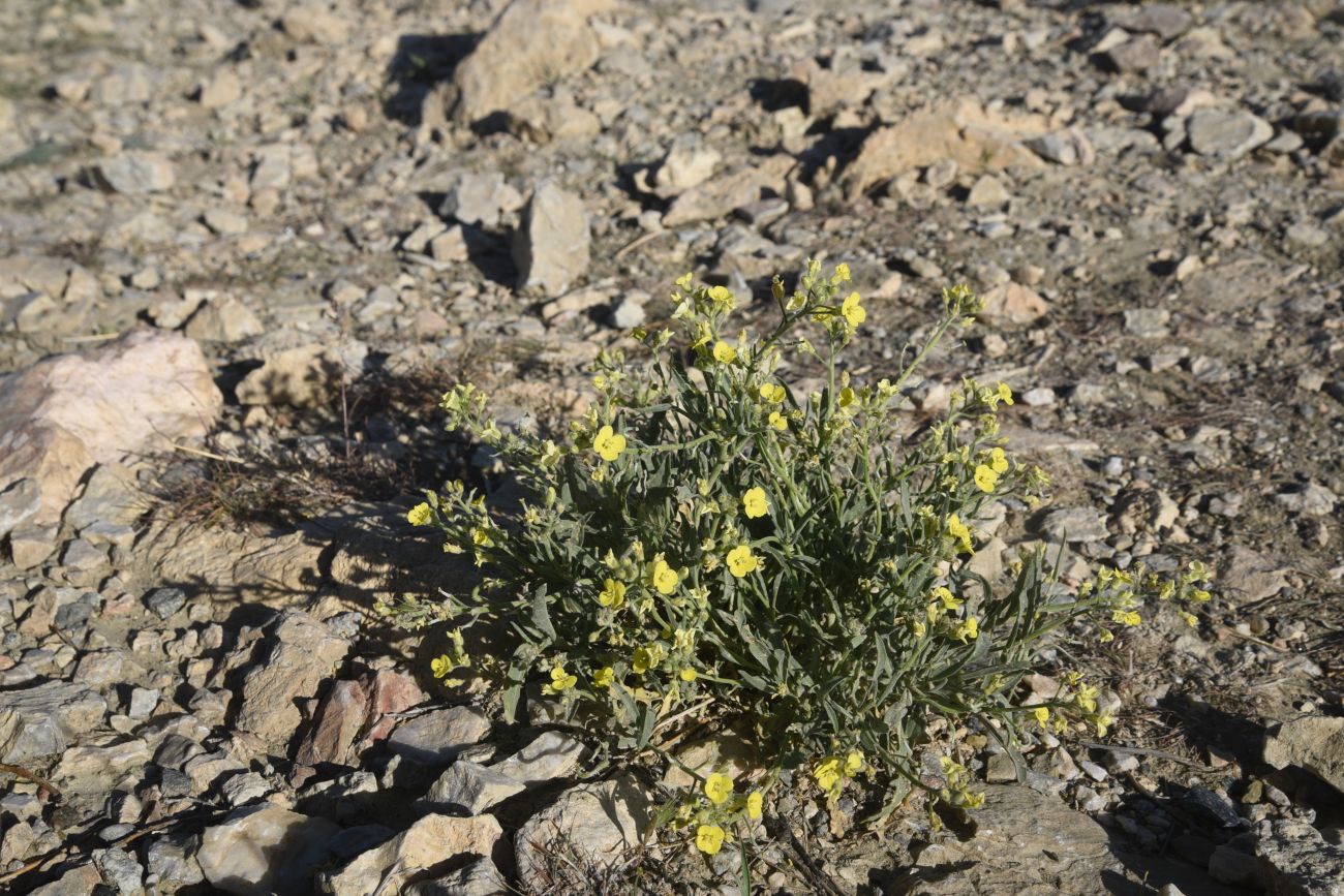 Image of familia Brassicaceae specimen.