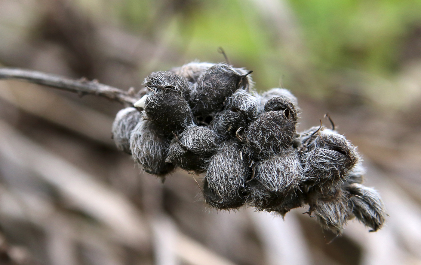 Изображение особи Astragalus cicer.