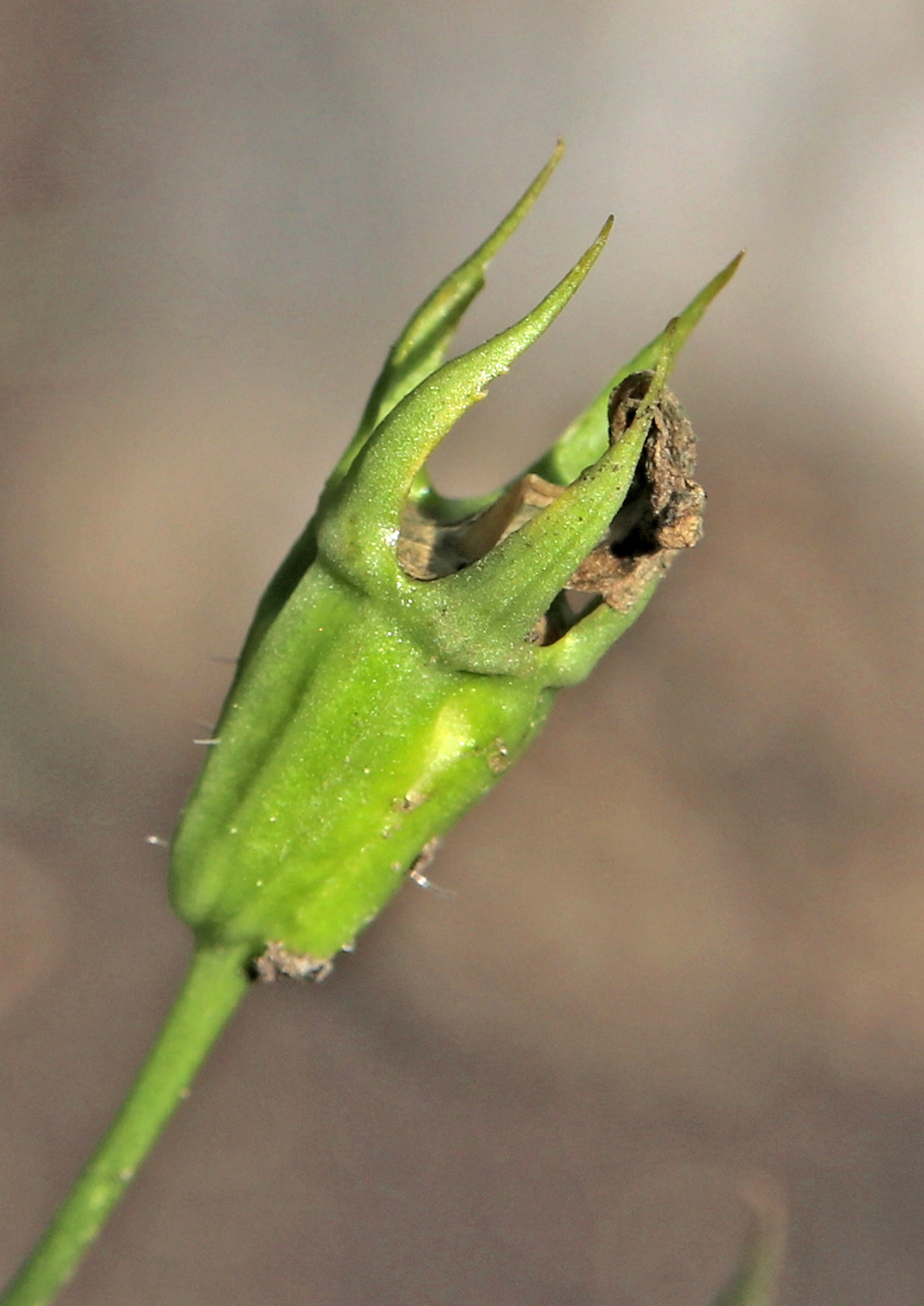 Изображение особи Campanula carpatica.