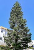Araucaria heterophylla. Крона взрослого дерева. Португалия, округ Лейрия, пос. Назаре, в культуре. 07.08.2025.