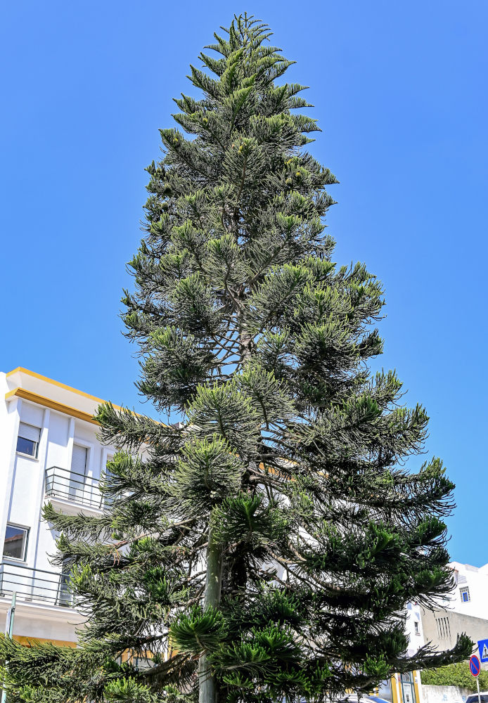 Изображение особи Araucaria heterophylla.