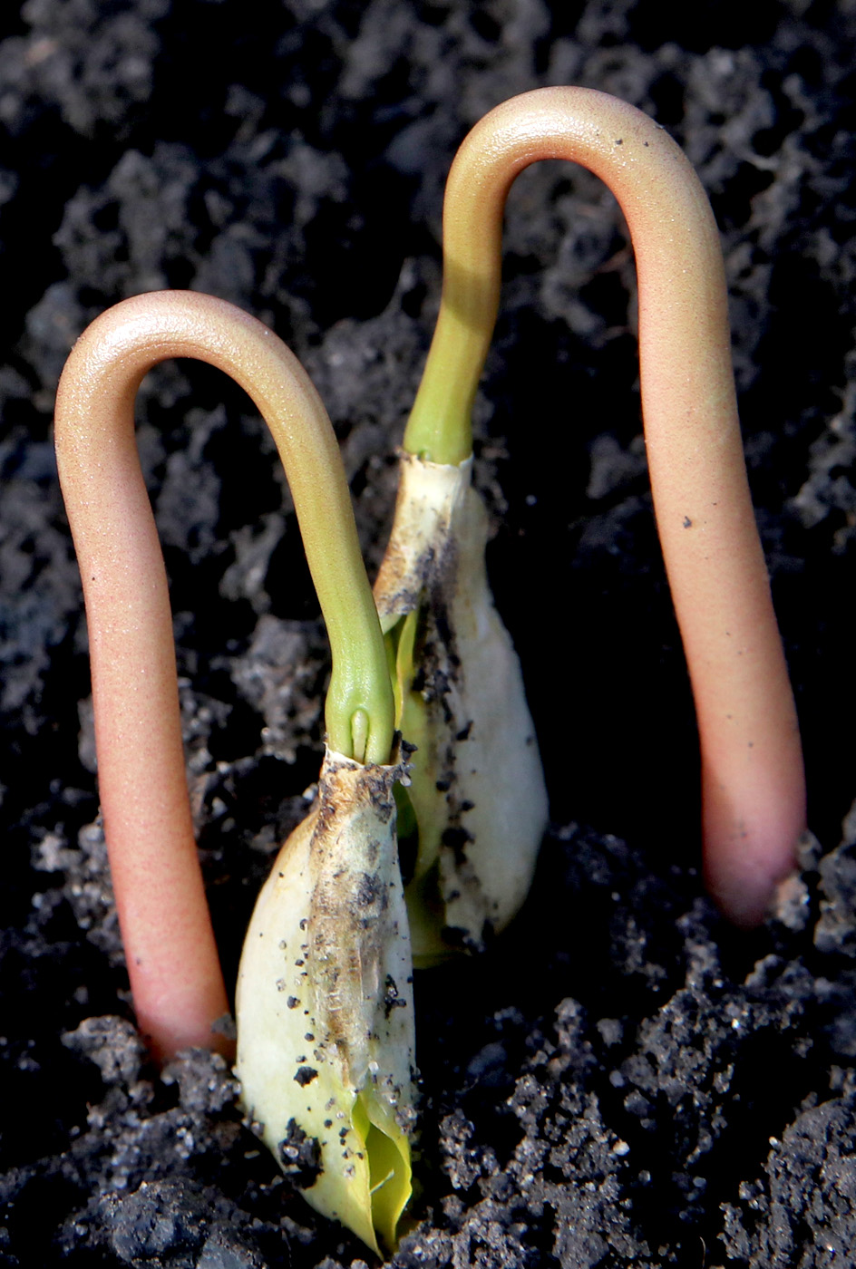 Image of Ricinus communis specimen.