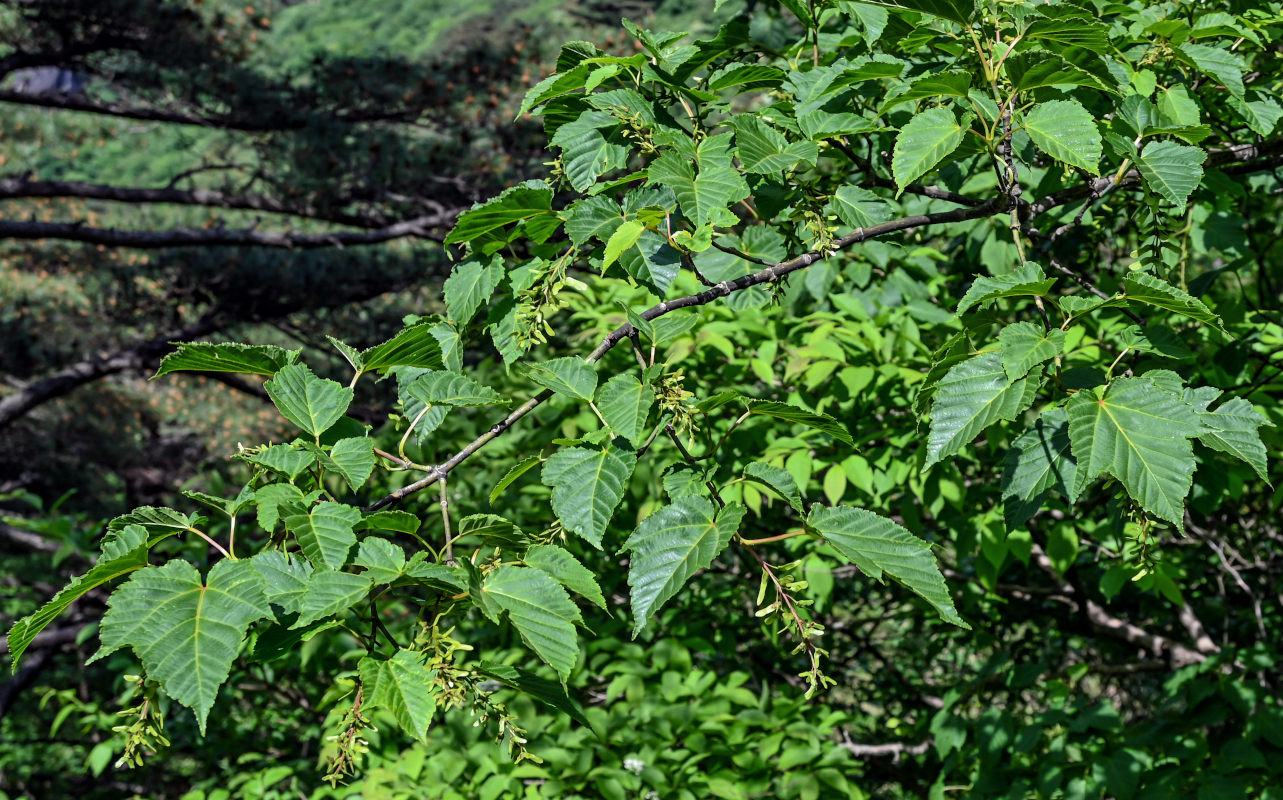 Изображение особи Acer davidii ssp. grosseri.