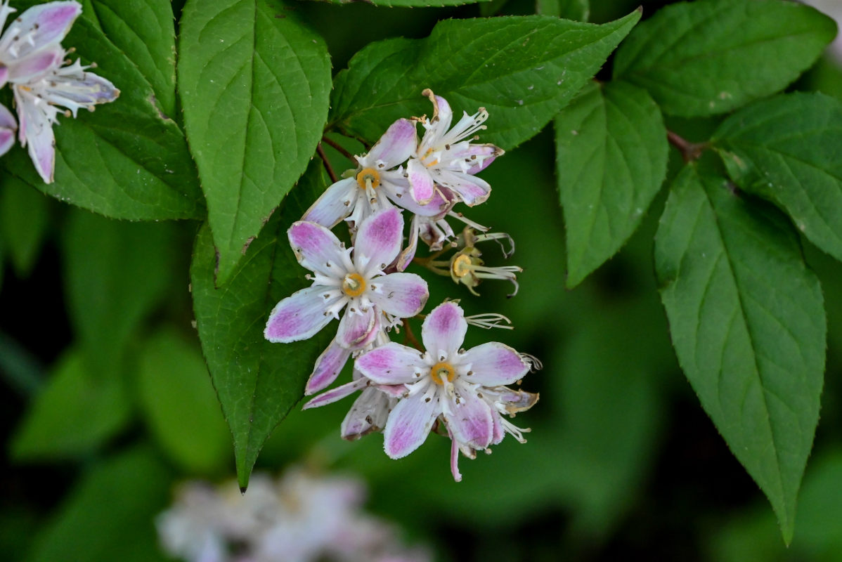 Изображение особи Deutzia &times; hybrida.