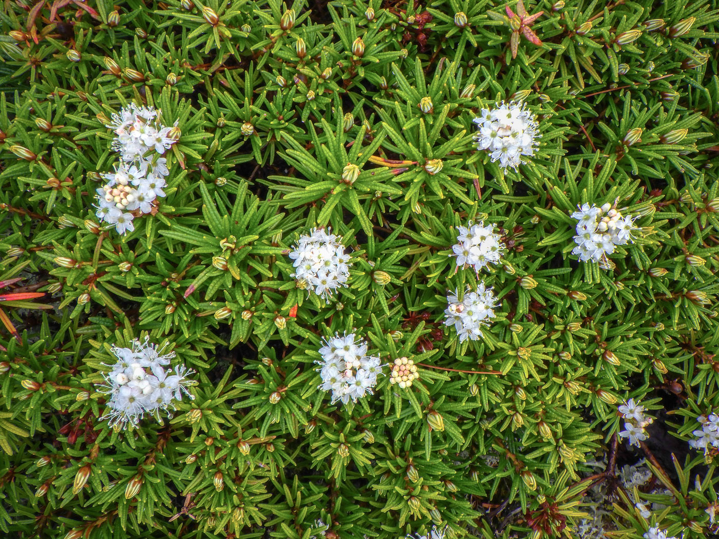 Изображение особи Ledum hypoleucum.