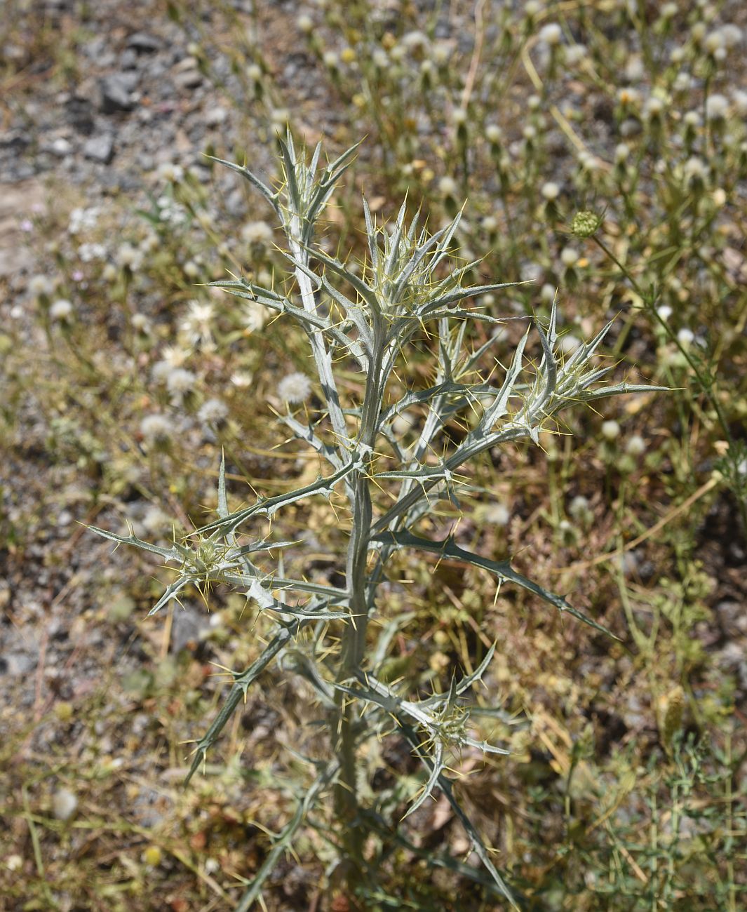 Image of familia Asteraceae specimen.