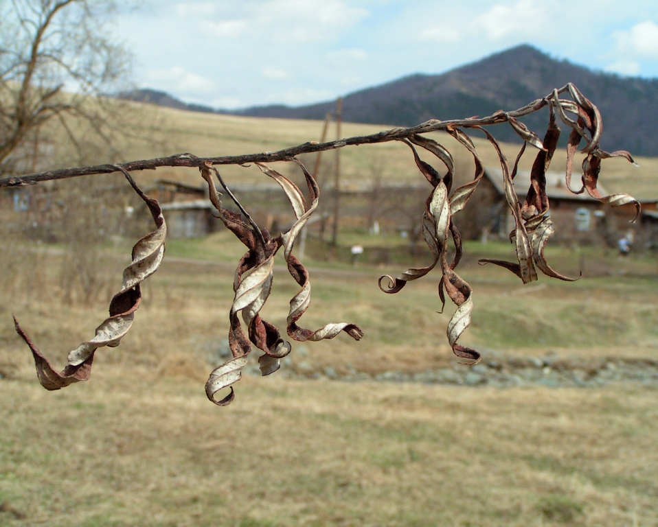 Image of Salix viminalis specimen.