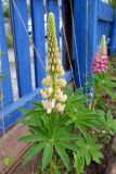 Lupinus polyphyllus