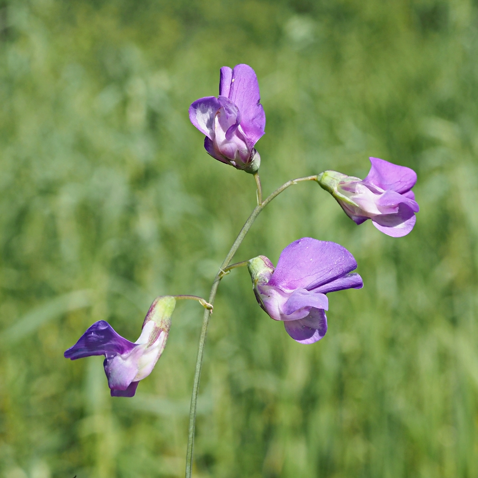 Изображение особи Lathyrus palustris.
