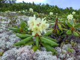 Rhododendron aureum. Цветущее растение на подушке Cladonia stellaris в окружении Pinus pumila. Хабаровский край, Советско-Гаванский р-н, гора Бо-Джауса, 1600 м н.у.м., горная тундра. 19.06.2024.