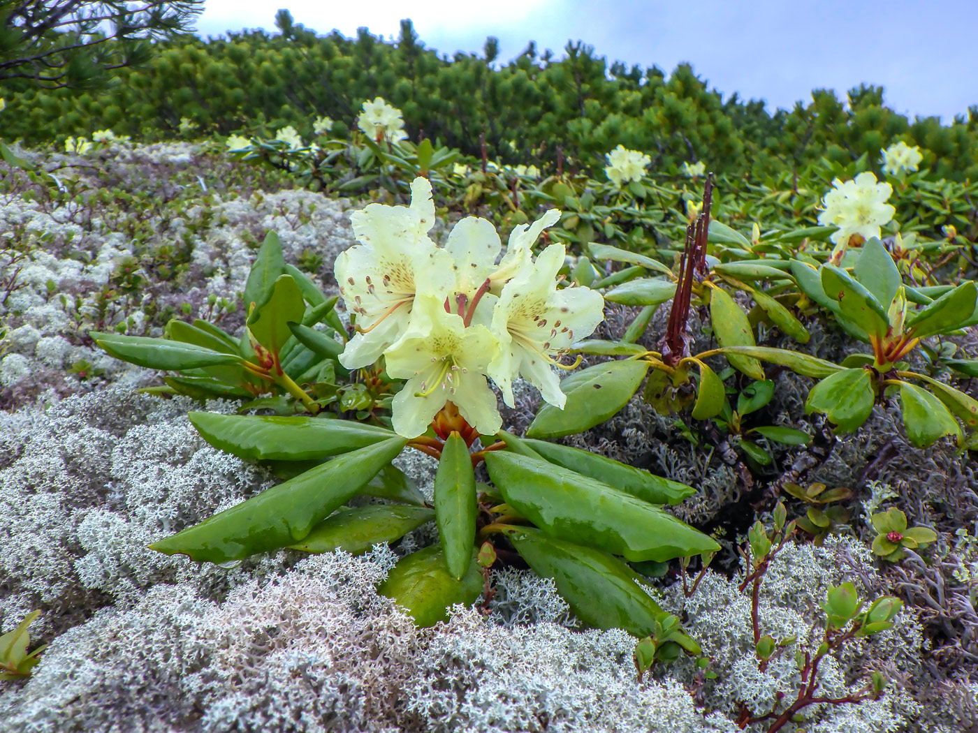 Изображение особи Rhododendron aureum.
