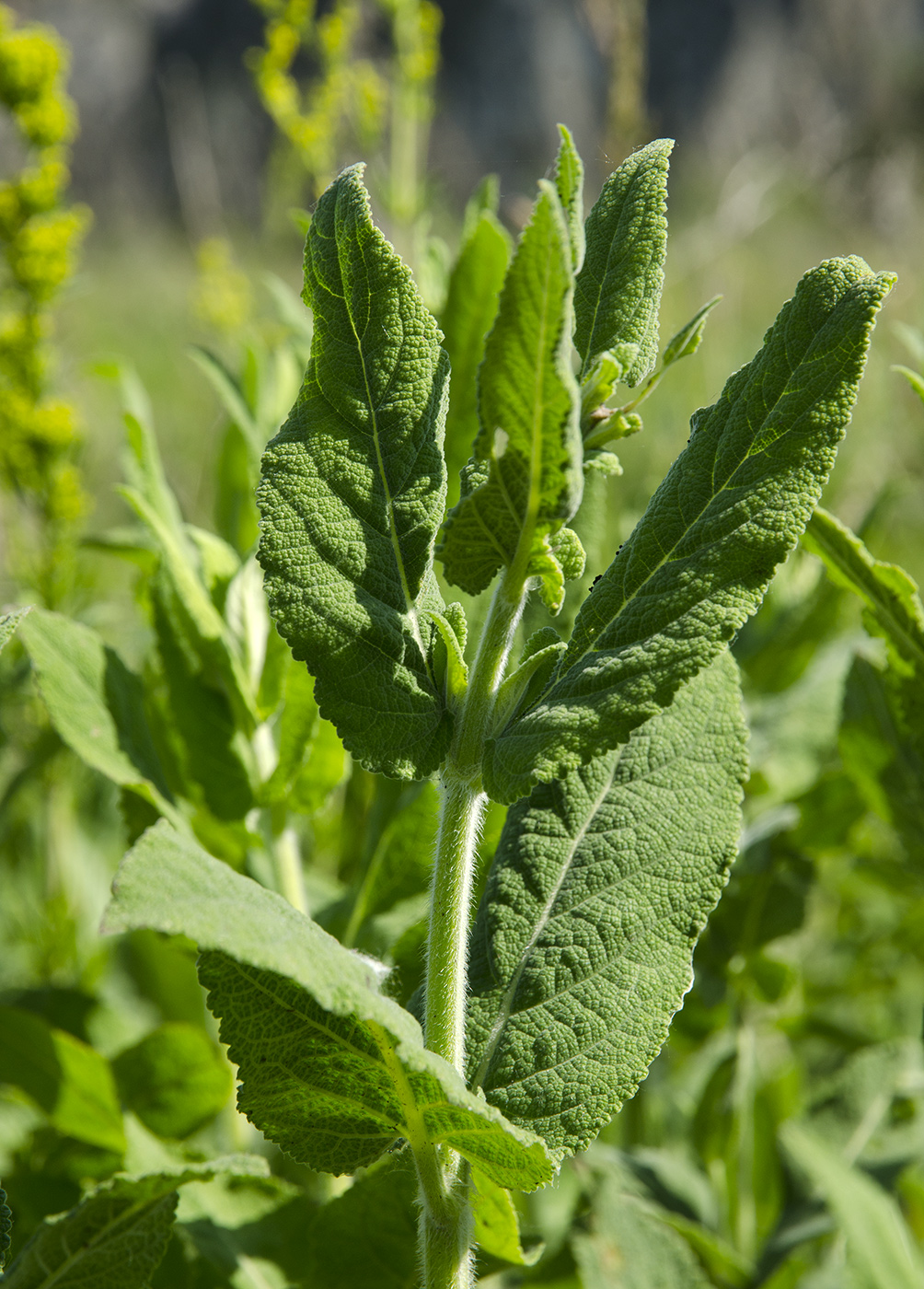 Image of genus Salvia specimen.