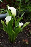 род Zantedeschia