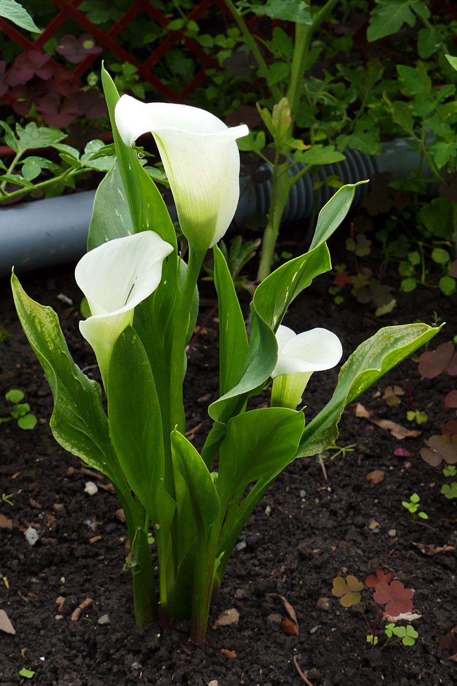 Изображение особи род Zantedeschia.