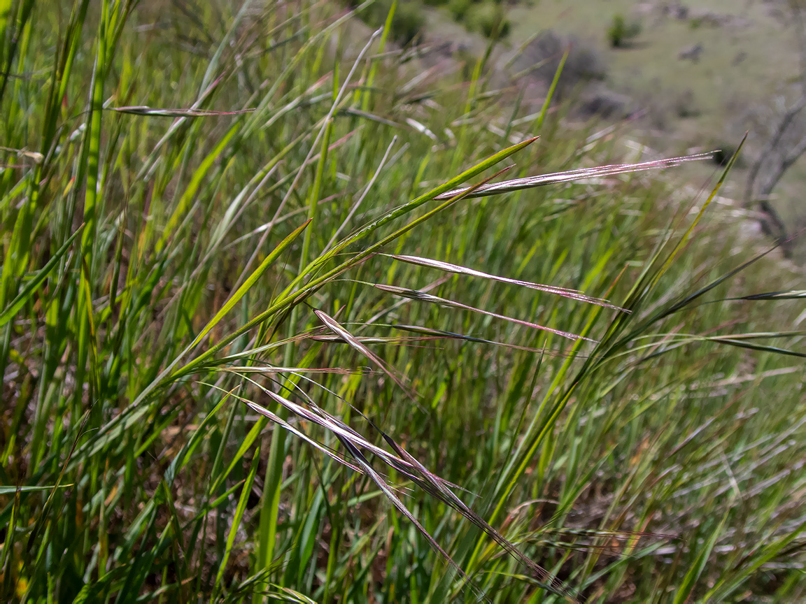 Изображение особи Anisantha sterilis.