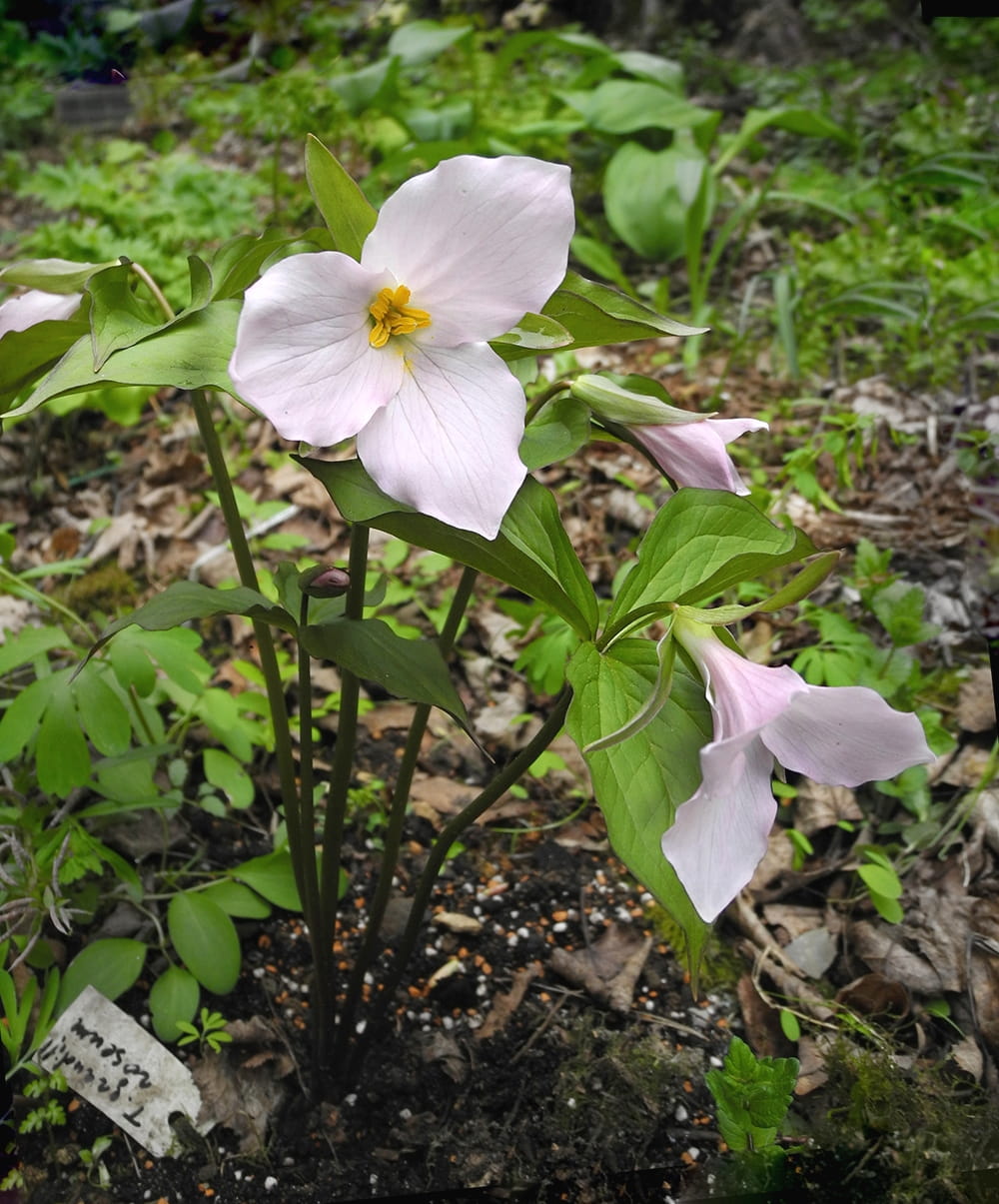 Изображение особи Trillium grandiflorum.