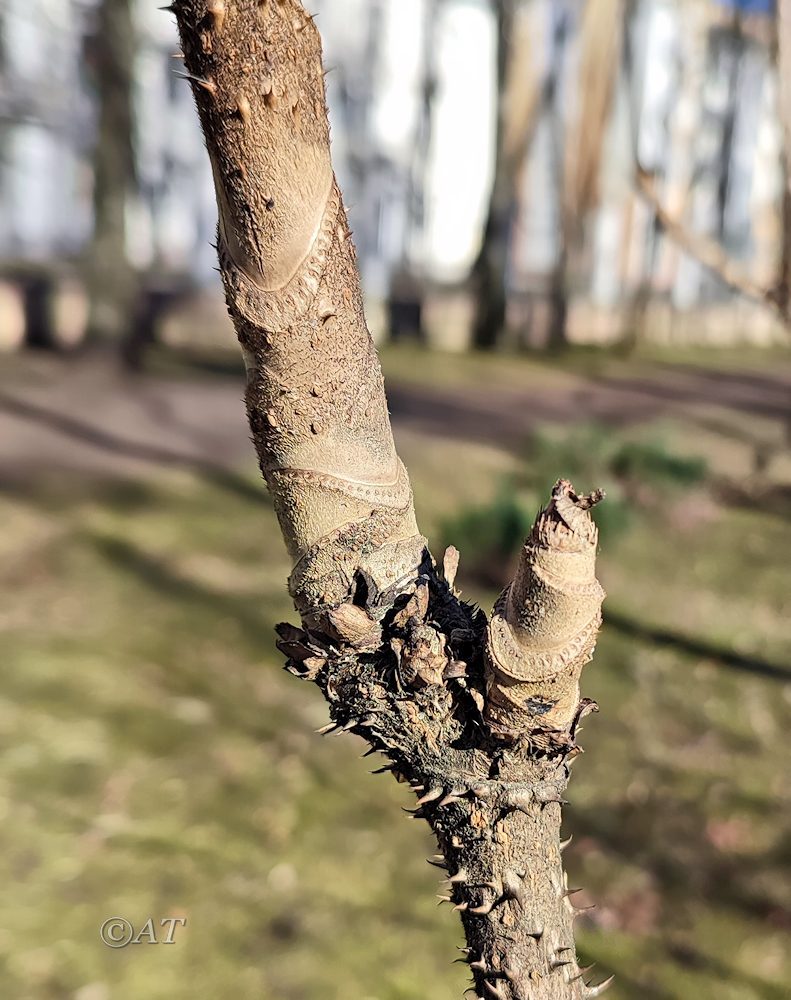 Изображение особи Aralia elata.