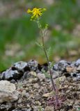 Senecio vernalis. Цветущее растение. Липецкая обл., Елецкий р-н, дол. р. Воргол, на скале. 09.05.2026.