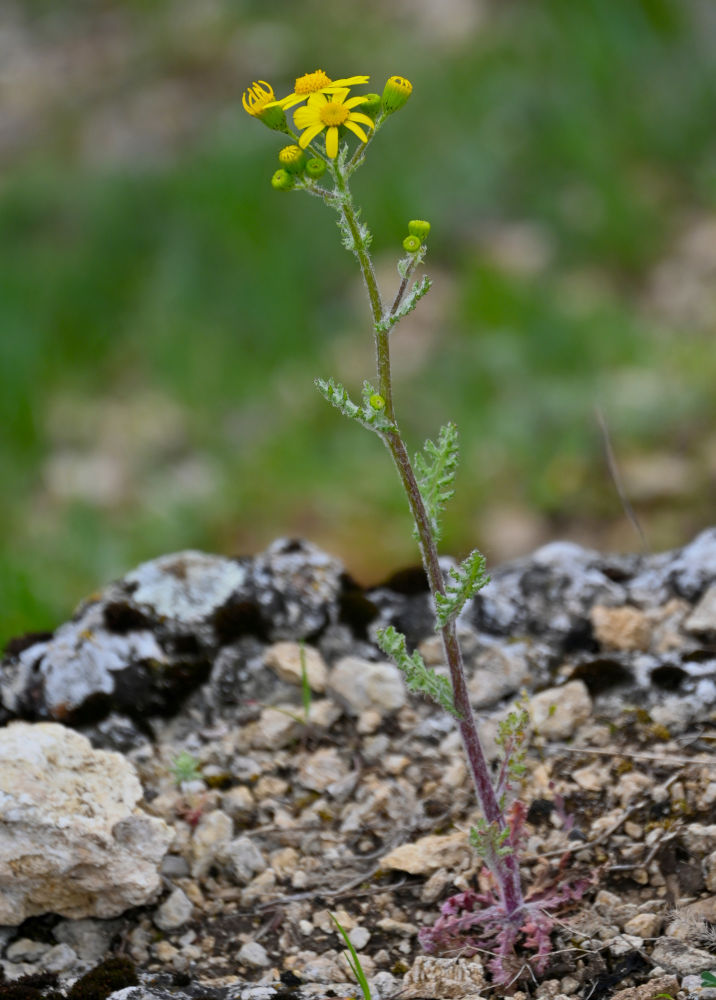 Изображение особи Senecio vernalis.