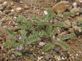 Astragalus sinaicus