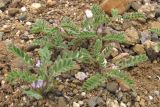 Astragalus sinaicus. Цветущие растения. Крым, Балаклава, приморский склон. 1 мая 2011 г.