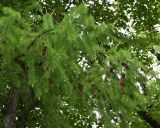 genus Larix. Ветви с молодыми и прошлогодними шишками. Московская обл., ГО Подольск, мкр-н Климовск, гаражный кооператив. 21.05.2026.