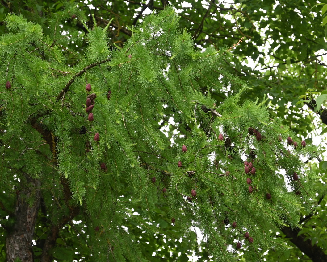 Image of genus Larix specimen.
