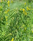 семейство Fabaceae. Верхушка ветви с созревающими плодами. ЮАР, пров. Гаутенг, пригород Киблер Парк (Kibler Park), природный запов. \"Клиприверсберг\" (Klipriviersberg Nature Reserve), саванна, экотропа. 20.01.2025.