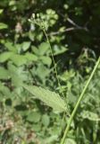 Lapsana communis