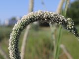 род Phleum. Часть соцветия. Крым, Севастополь, кутовая часть бух. Круглая (Омега), пустырь у ручья. 25.06.2026.