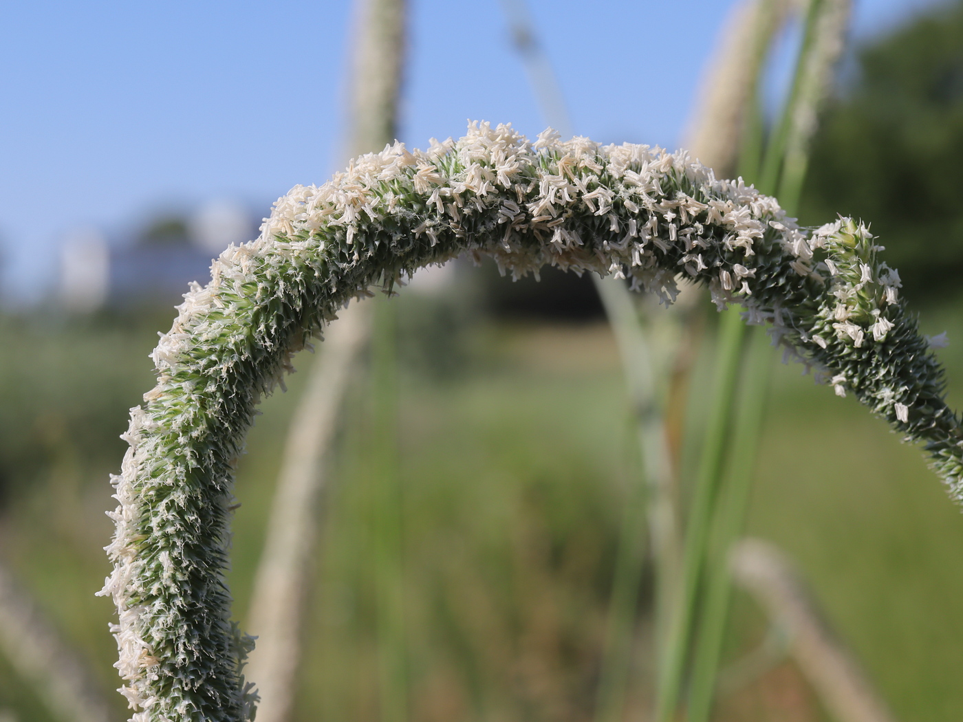 Изображение особи род Phleum.