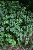 Aristolochia clematitis. Вегетирующие растения. Тульская обл., Заокский р-н, окр. дер. Бёхово, тропа в Поленово вдоль р. Ока, широколиственный лес. 04.07.2026.