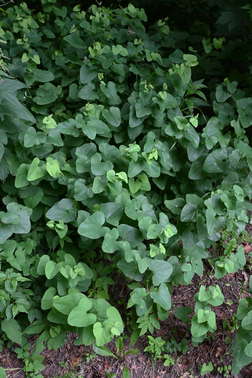 Image of Aristolochia clematitis specimen.