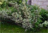 Elaeagnus commutata. Молодое растение. Московская обл., Раменский р-н, окр. дер. Хрипань, садовый участок. 01.06.2026.