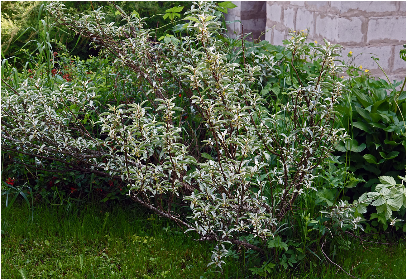 Image of Elaeagnus commutata specimen.