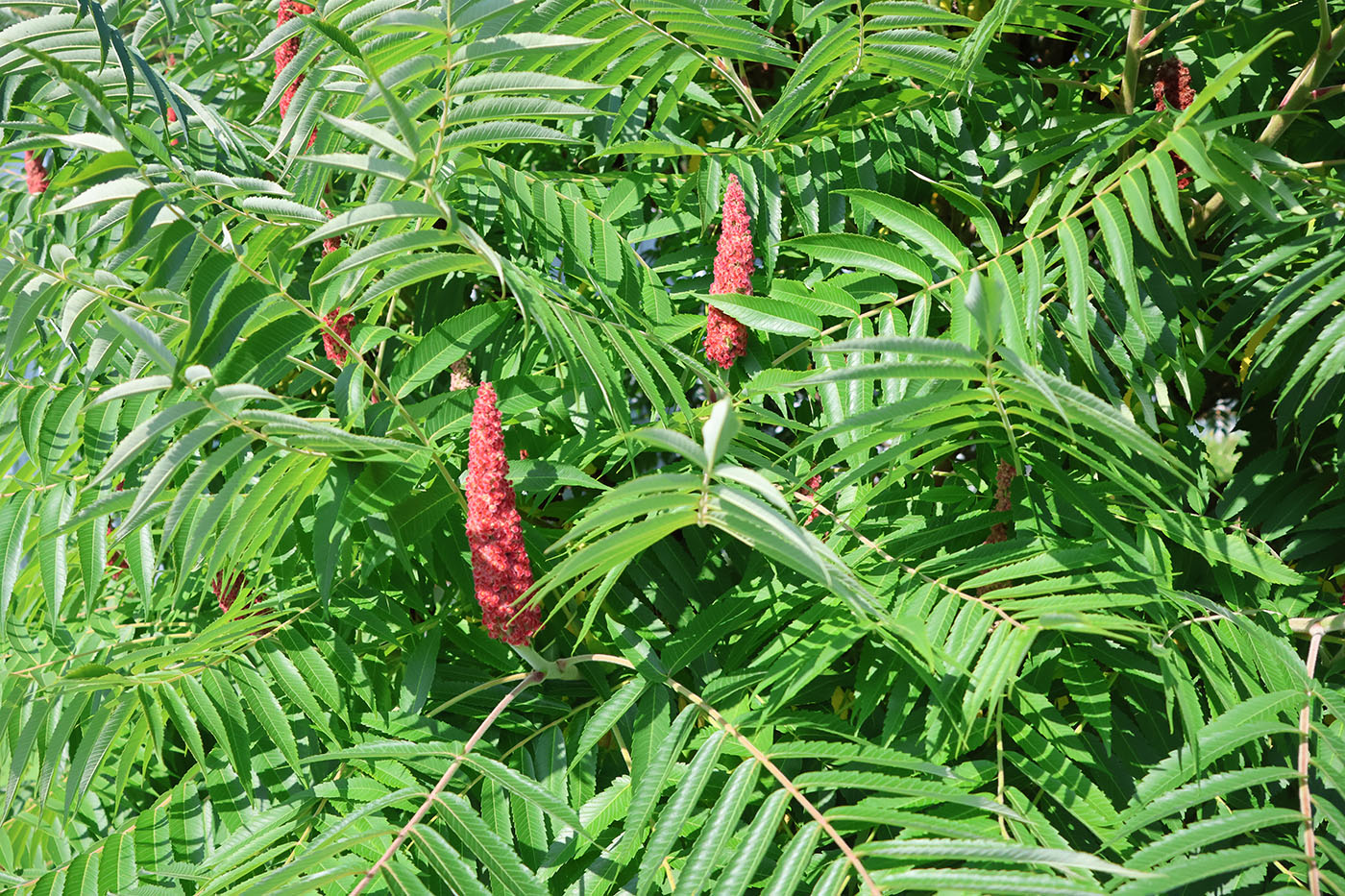 Изображение особи Rhus typhina.