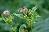 Cirsium oleraceum