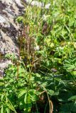 Sanguisorba stipulata