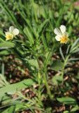 Viola arvensis. Цветущее растение. Кузьминский парк, на открытом склоне к Шибаевскому пруду. 10.05.2011.