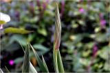 Gladiolus × gandavensis. Формирующееся соцветие. Московская обл., Раменский р-н, окр. дер. Хрипань, садовый участок. 30.07.2026.