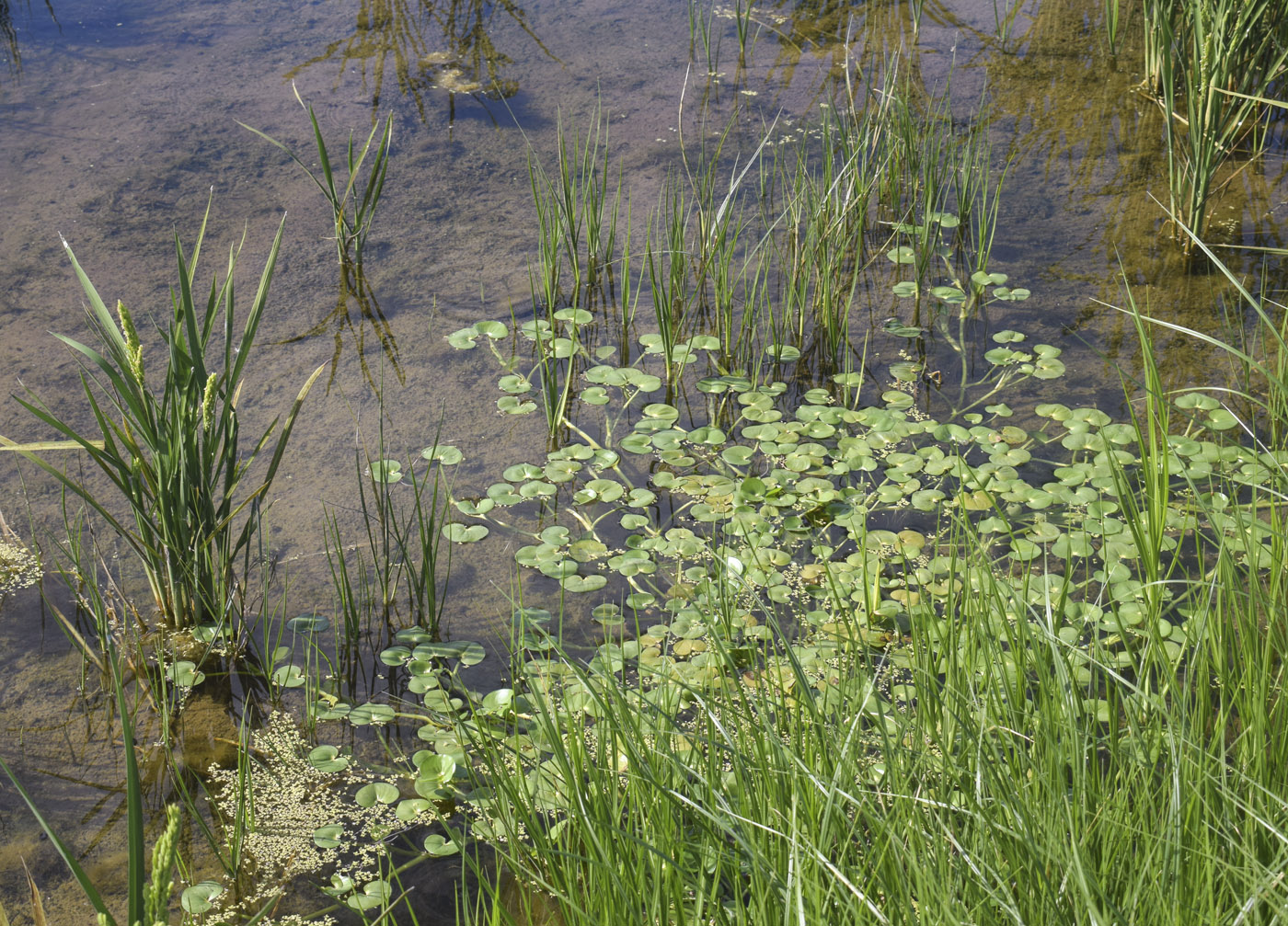 Image of genus Heteranthera specimen.