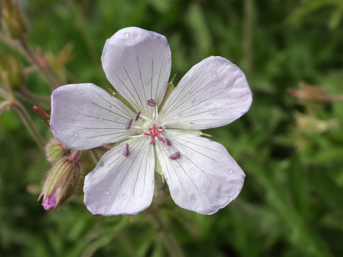 Image of Geranium collinum specimen.