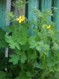 Chelidonium majus. Верхушки веточек с цветками и бутонами. Республика Молдова, муниципалитет Кишинёв, г. Кодру. 16 апреля 2026 г.