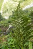 Athyrium filix-femina. Верхушка вайи с сорусами (вид на абаксиальную поверхность). Карачаево-Черкесия, Карачаевский р-н, дол. р. Кичкинекол, выс. ≈ 2300 м н.у.м., под скалой. 13.08.2026.