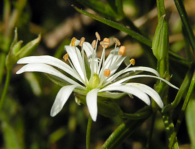 Image of Stellaria hippoctona specimen.