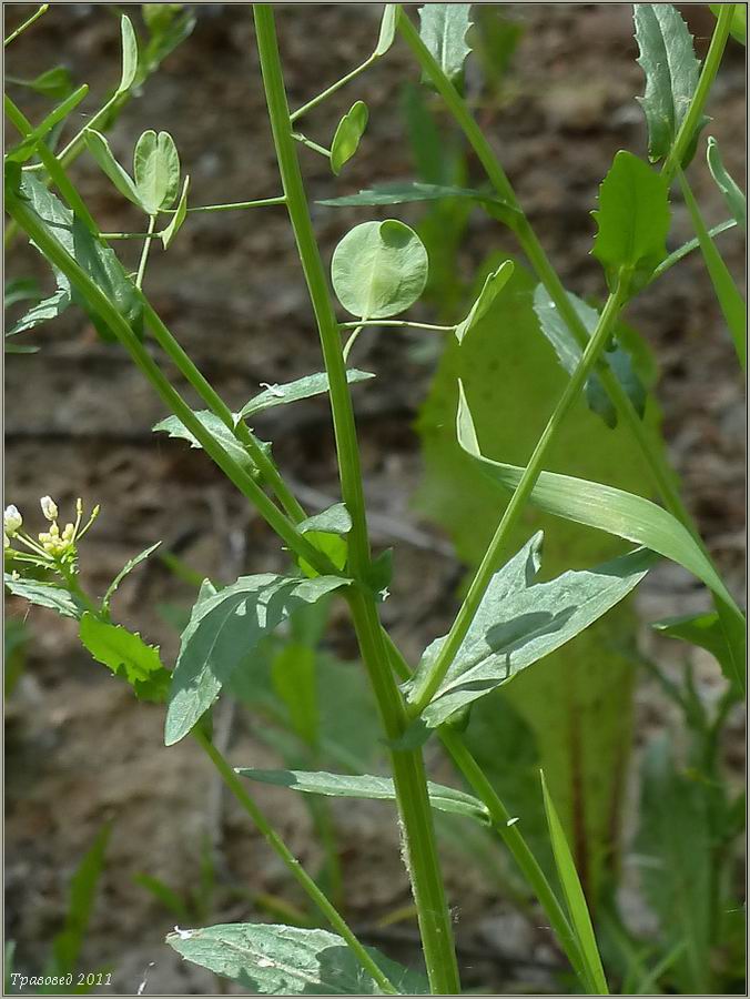 Image of Thlaspi arvense specimen.