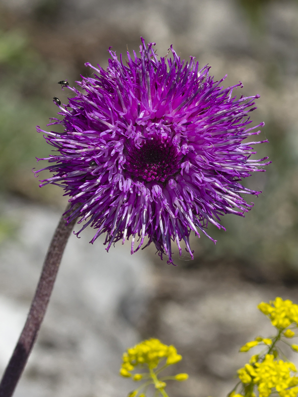 Image of Jurinea ledebourii specimen.