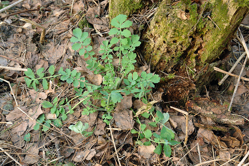 Изображение особи Chelidonium majus.