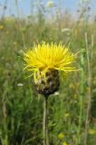 Centaurea orientalis. Соцветие. Украина, Донецкая обл., Артёмовский р-н, окр. с. Дроновка. 08.07.2011.